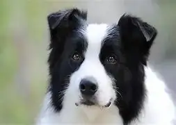 一只边境牧羊犬幼犬价格多少钱(一只边境牧羊犬幼犬价格多少钱啊)