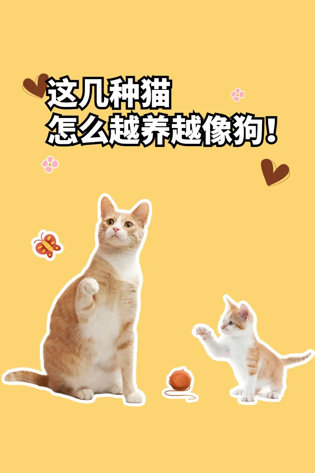 怎么把布偶猫养肥(布偶猫最吉利的名字)