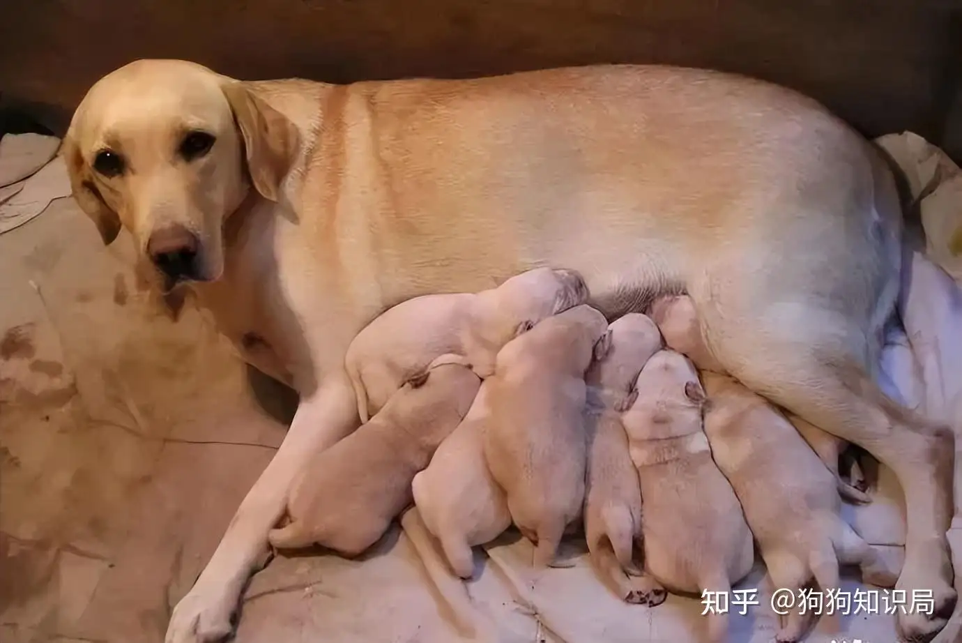 狗狗怀孕到生需要几个月(狗狗怀孕到生需要多长时间)