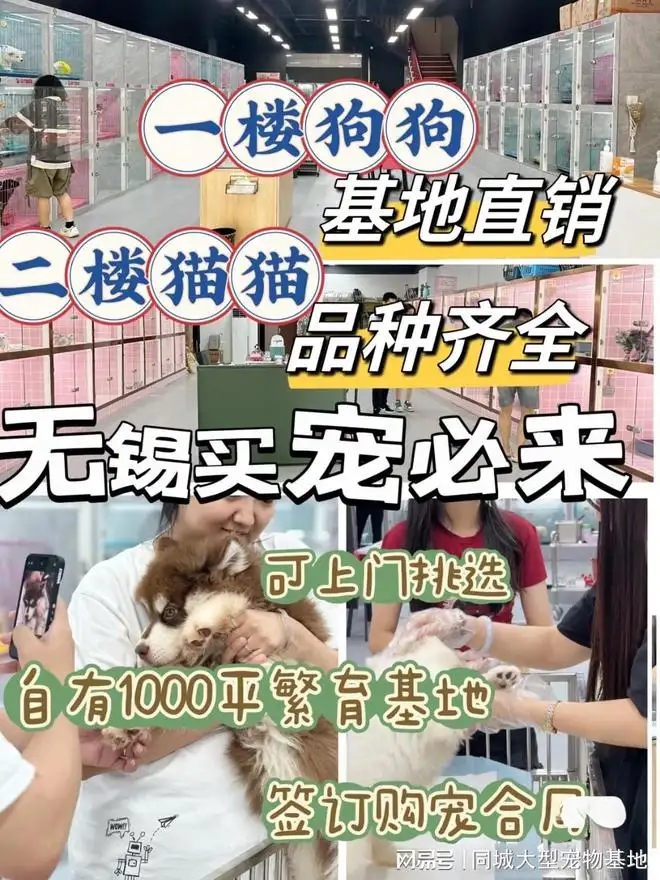 宠物猫宠物店一般多少钱一只(宠物店里面的猫大概多少钱一只)