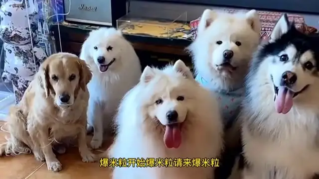 雪橇三犬有哪三犬(雪橇犬有几种,就是指雪橇三傻吗)