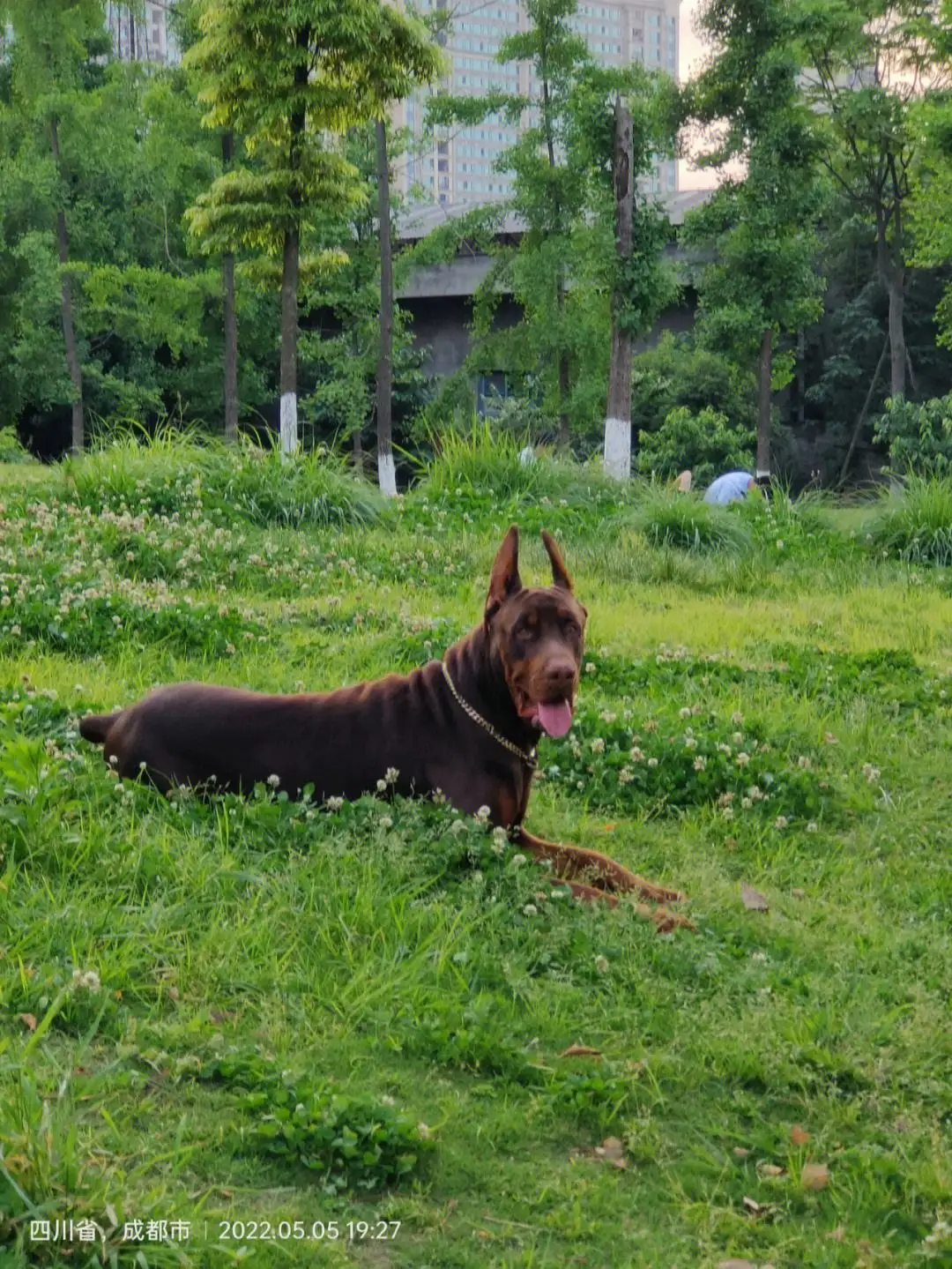 杜宾犬成年多少斤(杜宾犬成年多少斤正常)