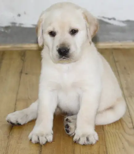 白色的中型犬(白色中型犬品种大全)