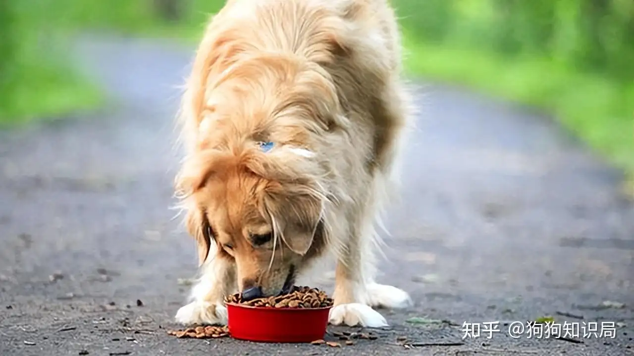 金毛可以吃干狗粮吗(狗狗十大禁忌食物一览表)