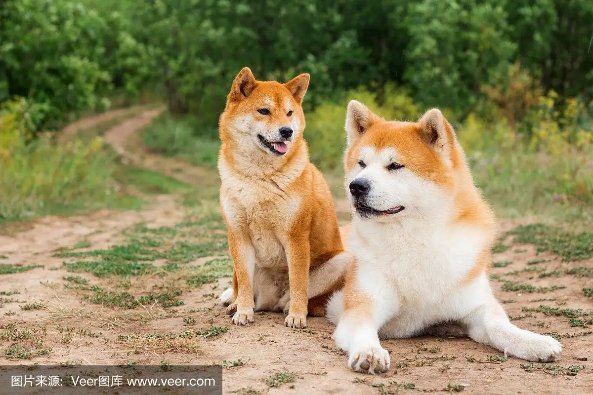 柴犬和秋田犬哪个更好(柴犬和秋田犬哪个更好养一点)