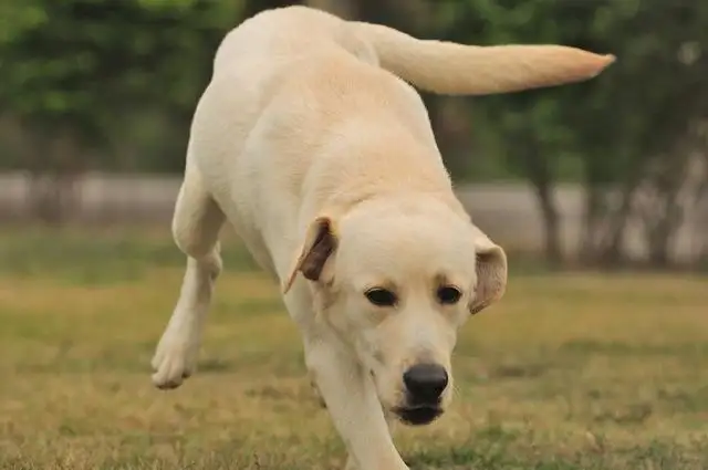 拉布拉多犬活多久(拉布拉多犬活多久死)