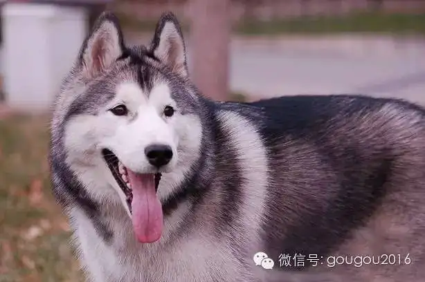 阿拉斯加犬和哈士奇哪个聪明(阿拉斯加犬和哈士奇哪个聪明一点)