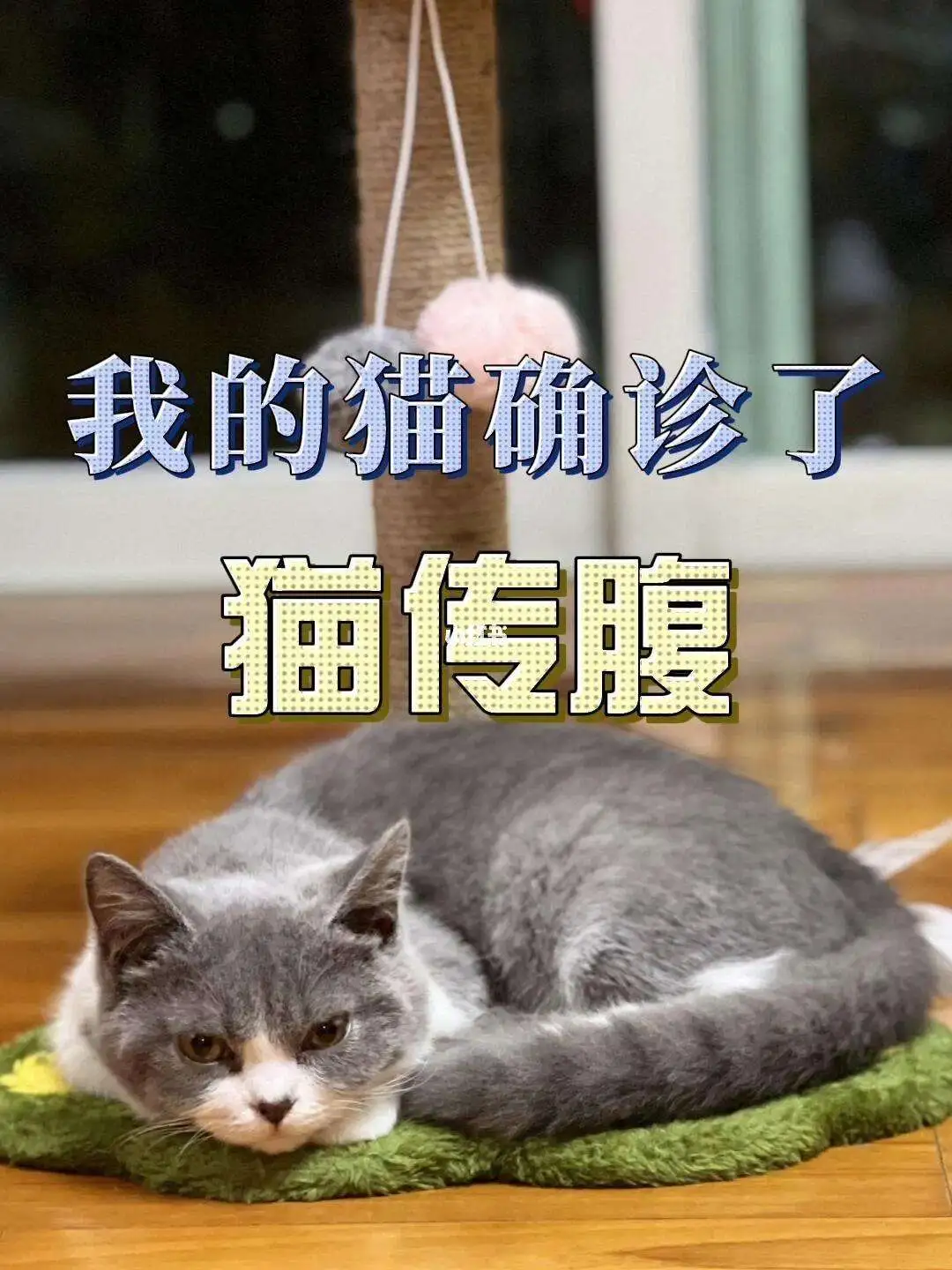 猫干传腹是什么症状(猫传腹干性怎么治疗最好)