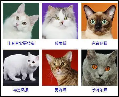 猫的品种价位(猫的品种价位排名)