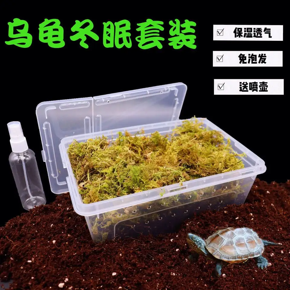 草龟几月份开始冬眠(草龟几月份开始冬眠不进食)