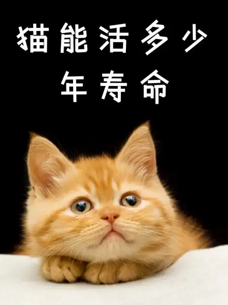 猫猫的寿命是几年(猫的寿命一般为几年)