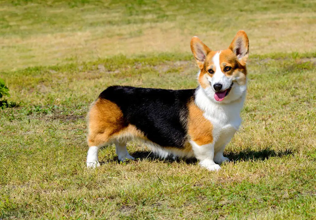 适合家养的狗小型犬排名(适合家养的狗小型犬排名第一)