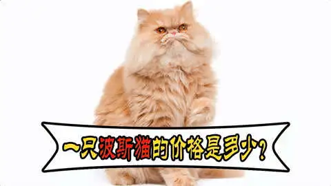 一只波斯猫价格(波斯猫几块钱一只)