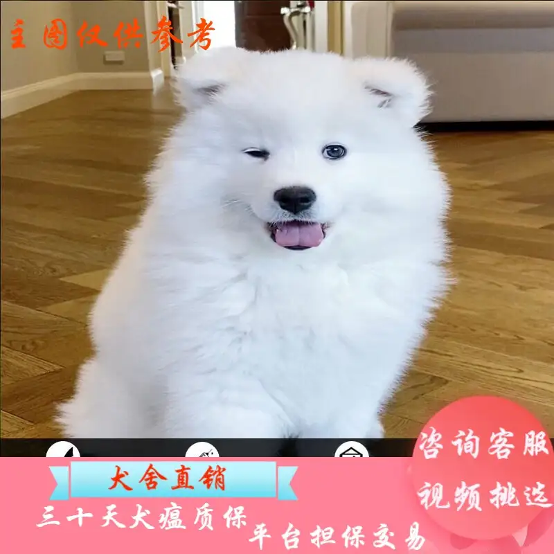 萨摩耶中型犬(萨摩耶中型犬大型犬)