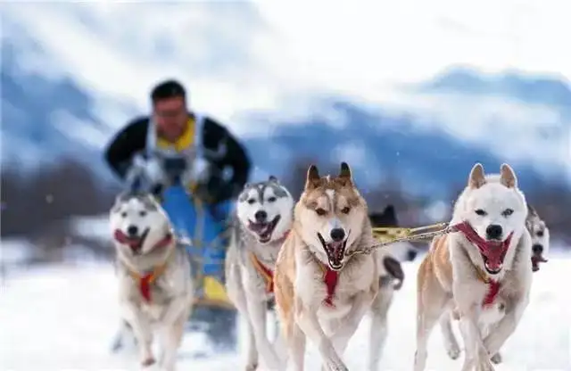 雪橇三犬有哪三犬(雪橇犬有几种,就是指雪橇三傻吗)