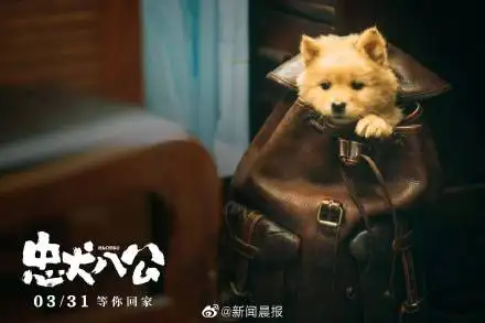 忠犬八公的海报(忠犬八公的海报简笔画)