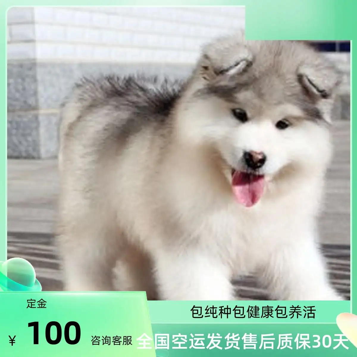 纯种阿拉斯加犬幼犬多少钱(纯种阿拉斯加犬幼犬多少钱一条)