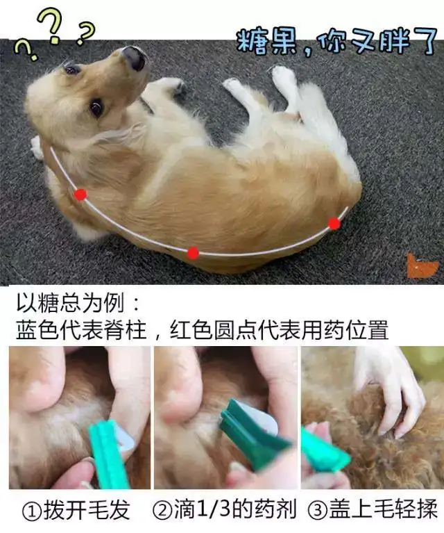 泰迪幼犬体内外驱虫(泰迪幼犬体内外驱虫用什么的比较好)