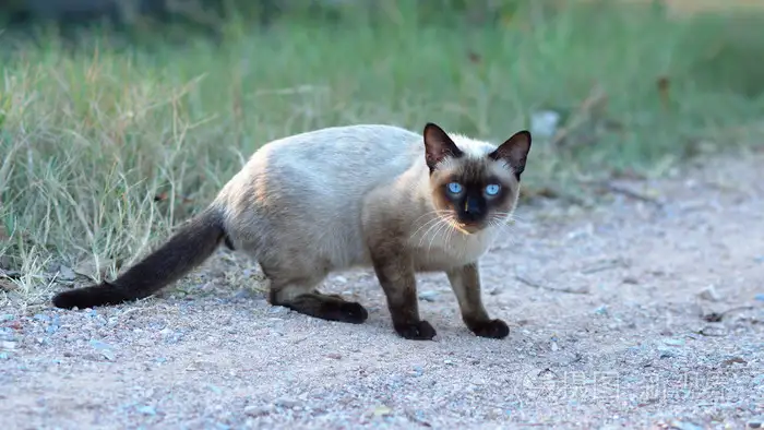 蓝黑色的猫是什么品种(蓝黑色的猫是什么品种的猫)