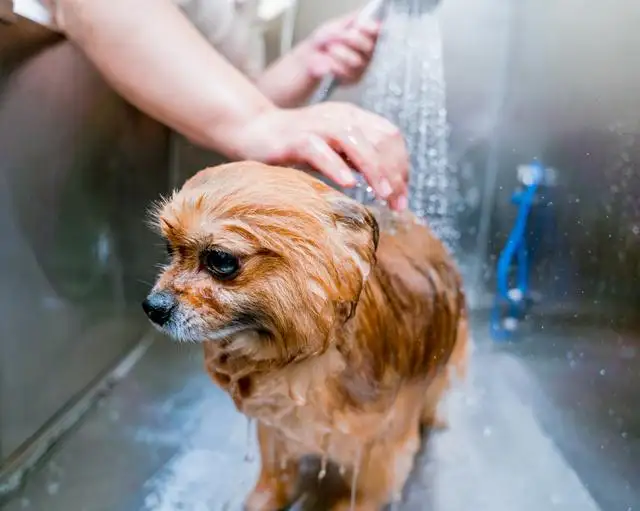 小型犬洗澡(小型犬洗澡水温多少合适)