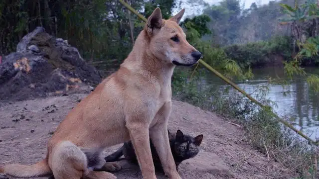 为什么中华田园犬不容易生病(为什么中华田园犬不容易生病的原因)