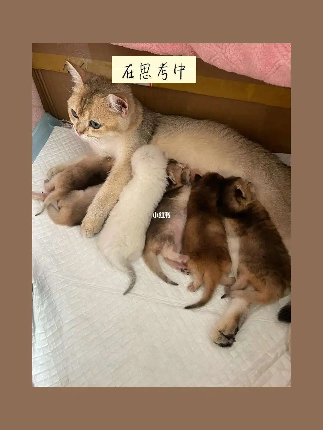 猫狗怀孕几个月下崽(猫怀孕几个月狗怀孕几个月)