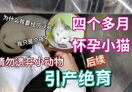 小猫4个月会怀孕吗(小猫4个月会怀孕吗正常吗)