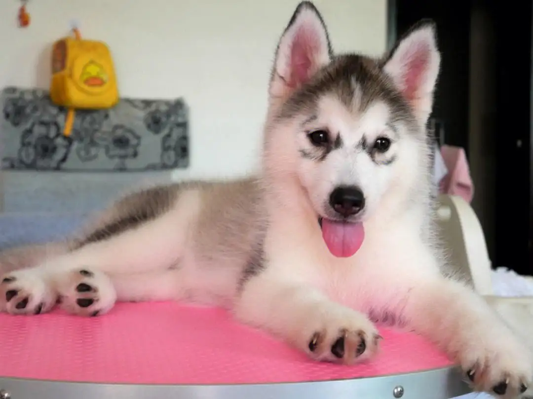 挑选哈士奇幼犬(怎样选哈士奇幼犬)