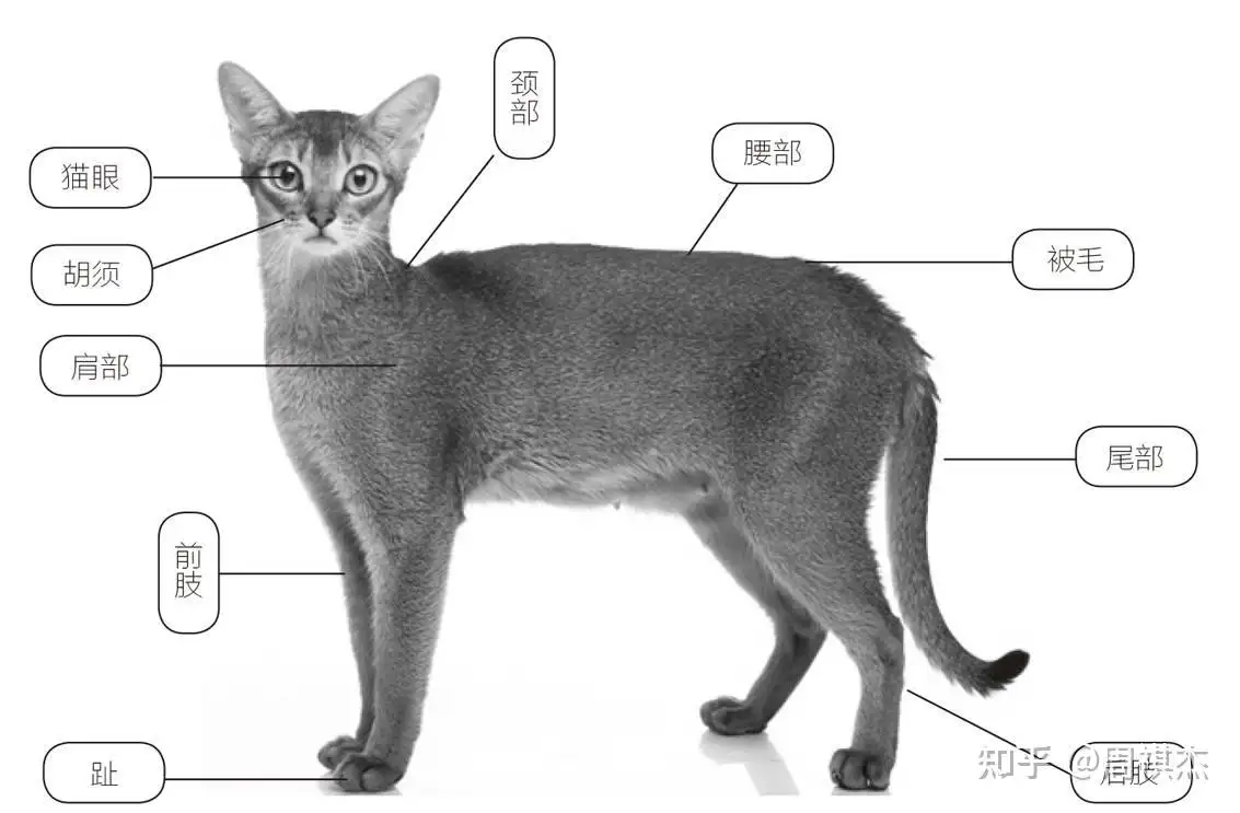 猫活多少年的寿命(猫活多少年的寿命最长)