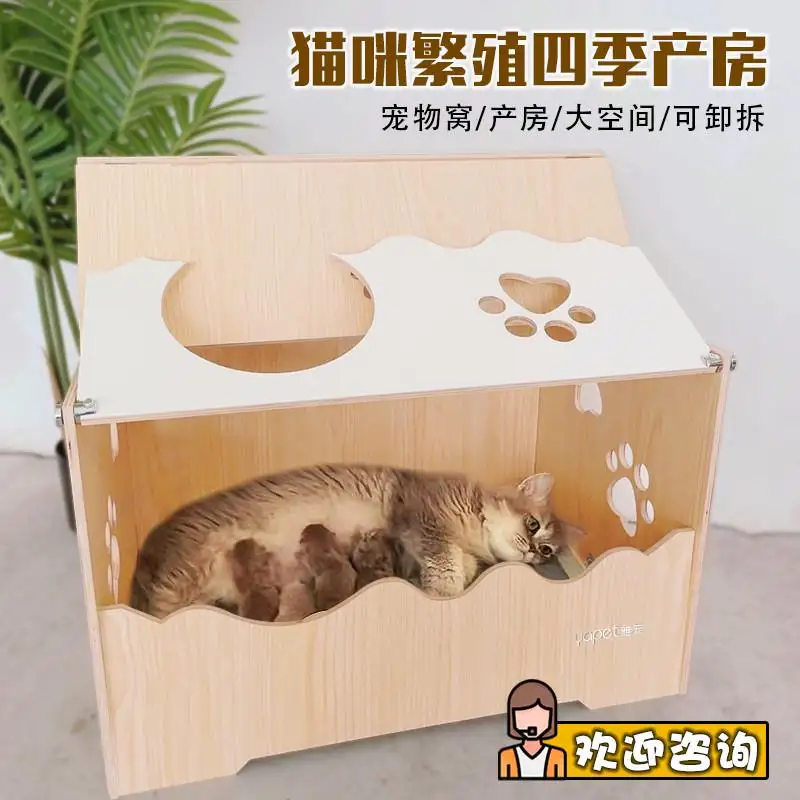 猫咪孕育多久生小猫(猫咪孕育多久生小猫正常)