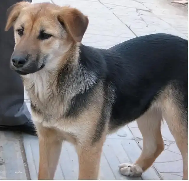 中华田园犬和柴犬是不是一个品种(中华田园犬和柴犬是不是一个品种呢)