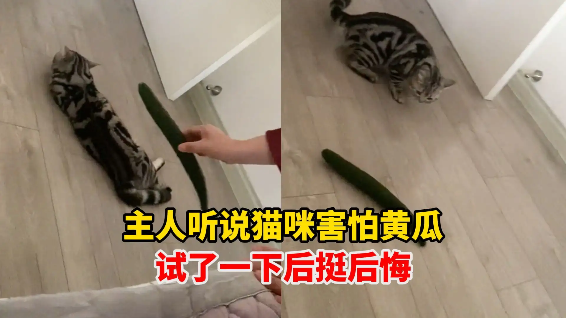 在猫旁边放一根黄瓜(关于在猫面前放一百个黄瓜的视频)