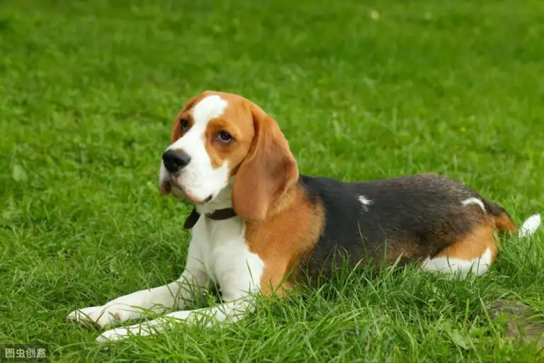 小型猎犬十大排名(小型猎犬十大排名品种)