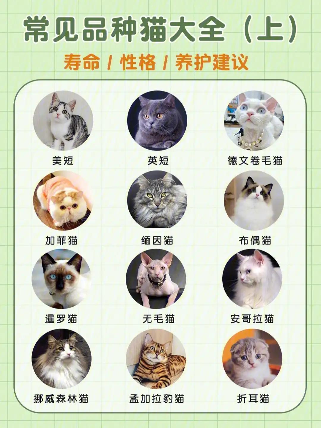 猫寿命一般在多少年左右(猫寿命一般在多少年左右啊视频)