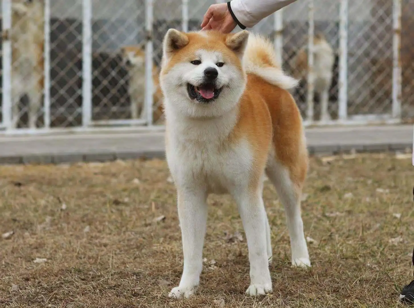 纯种秋田犬(纯种秋田犬多少钱)