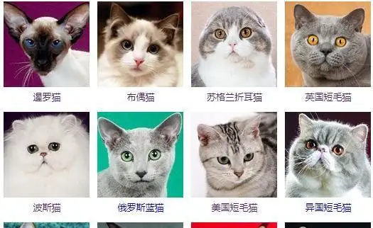 猫的种类有多少种(猫的种类一共有多少种?)