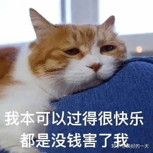 邮宠物猫需要多少钱(邮宠物猫需要多少钱快递)