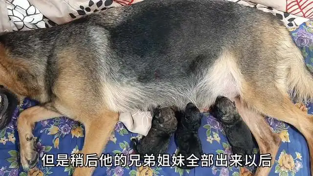 孕狗几个月生产(狗怀孕几个月生小孩)