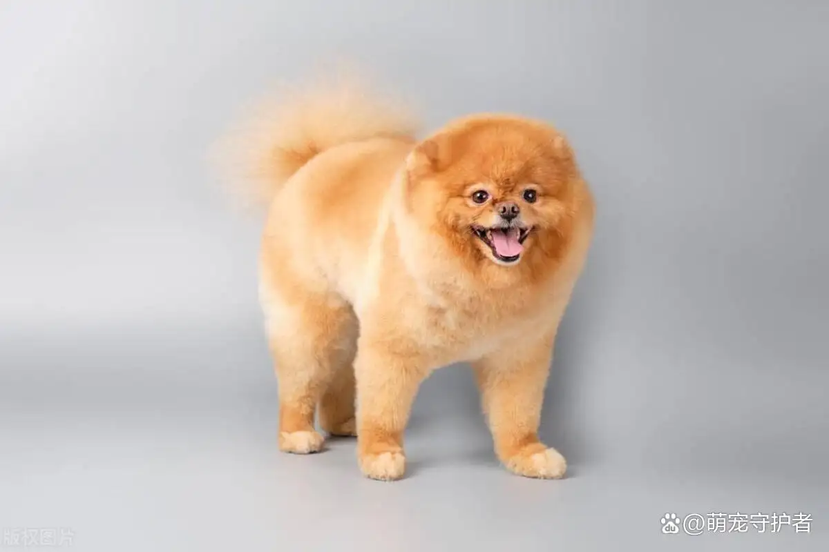 小型猎犬十大排名(小型猎犬十大排名品种)