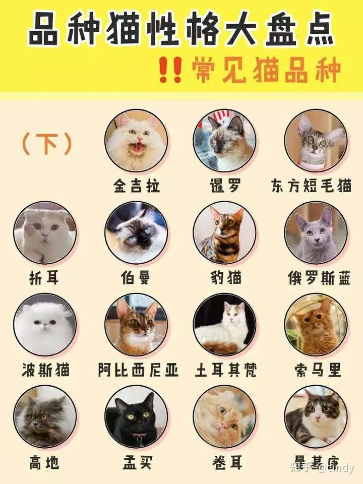 猫共有多少品种(猫共有多少品种啊)