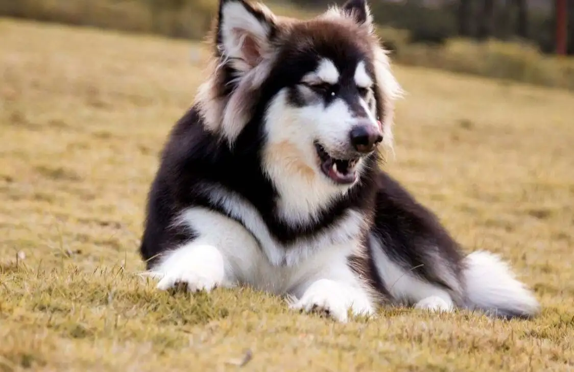 阿拉斯加犬.(阿拉斯加犬幼犬)