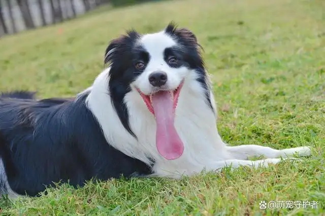 怎样养好边境牧羊犬(边境牧羊犬家养怎么样)