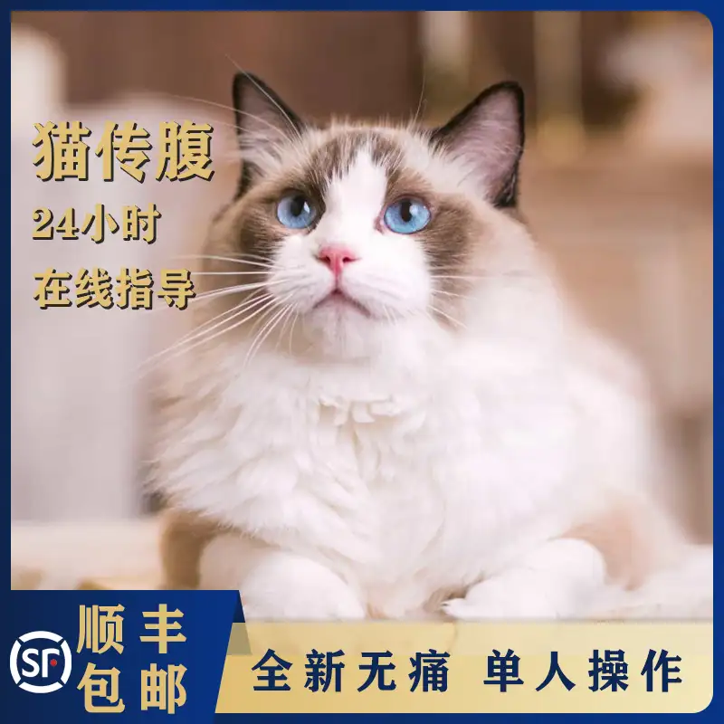 怎么治猫传腹(猫传腹用什么药治疗)