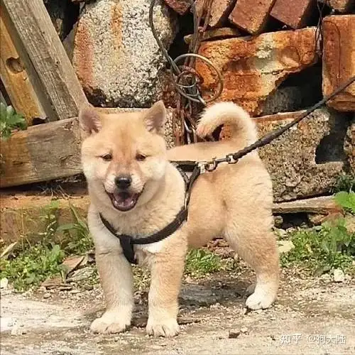 田园犬寿命(田园犬寿命多长)