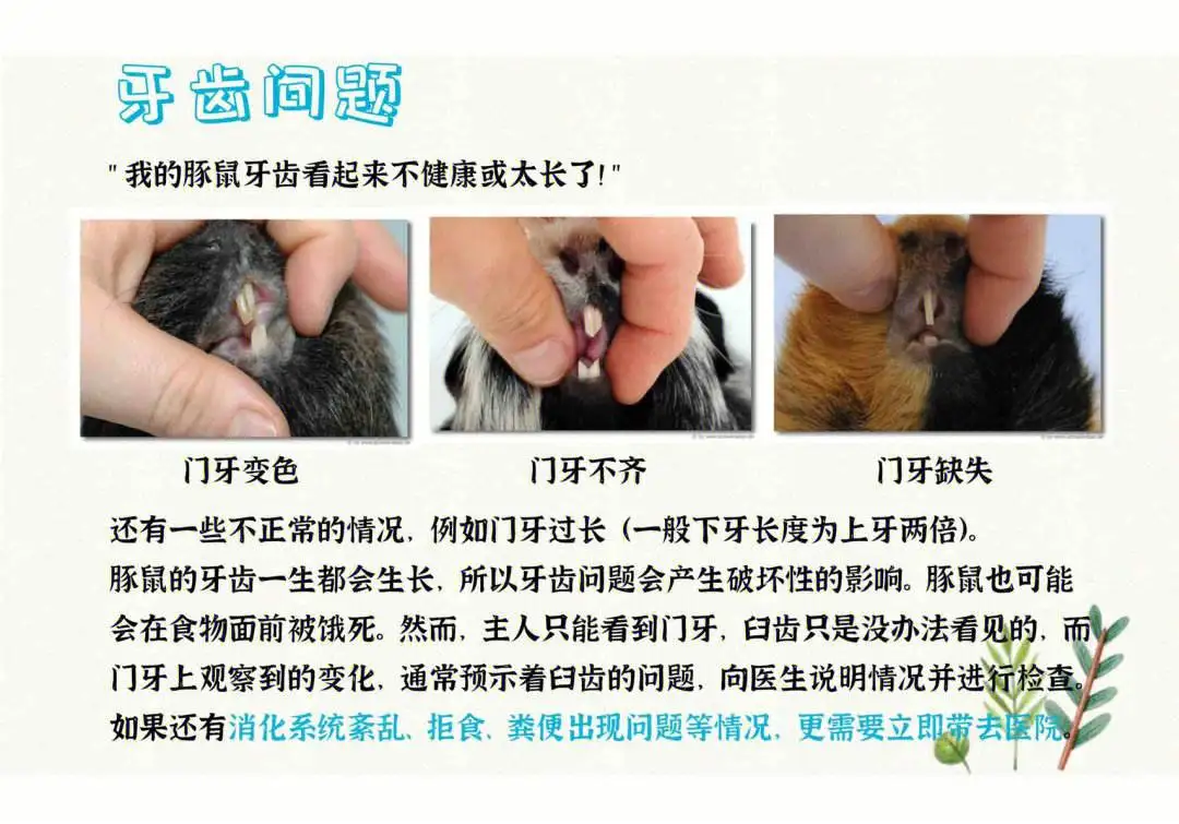 荷兰猪临死前的15个征兆(荷兰猪临死前的15个征兆有哪些)