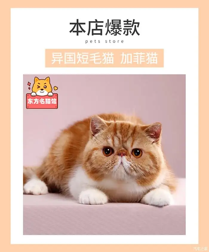 异国短毛猫价位(异国短毛猫好养活吗)