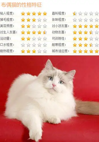 布偶猫什么价格(布偶猫咪什么价格)