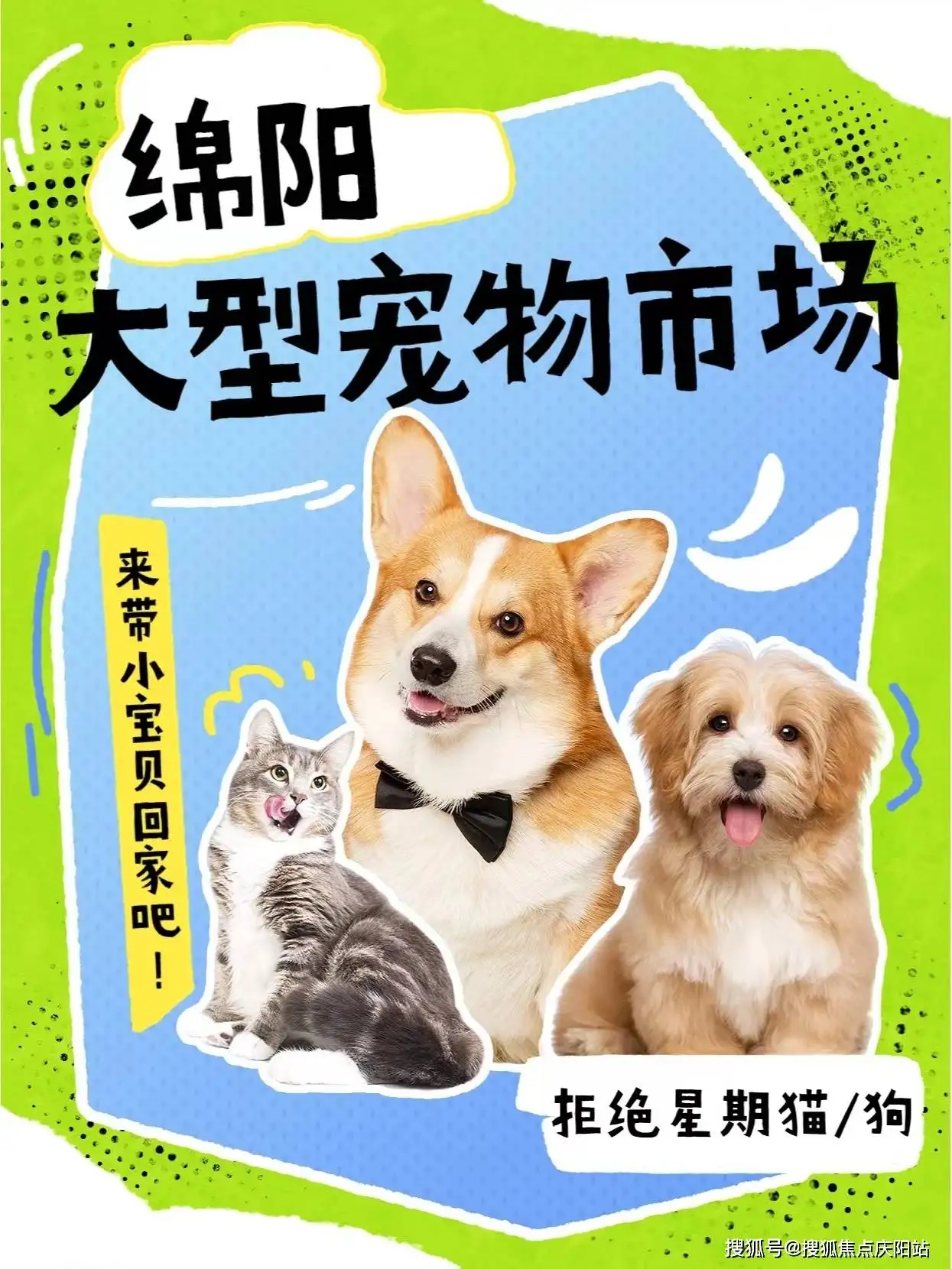 博美猫咪多少钱一只(博美宠物狗多少钱一只)