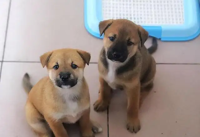 田园犬寿命(田园犬寿命多长)