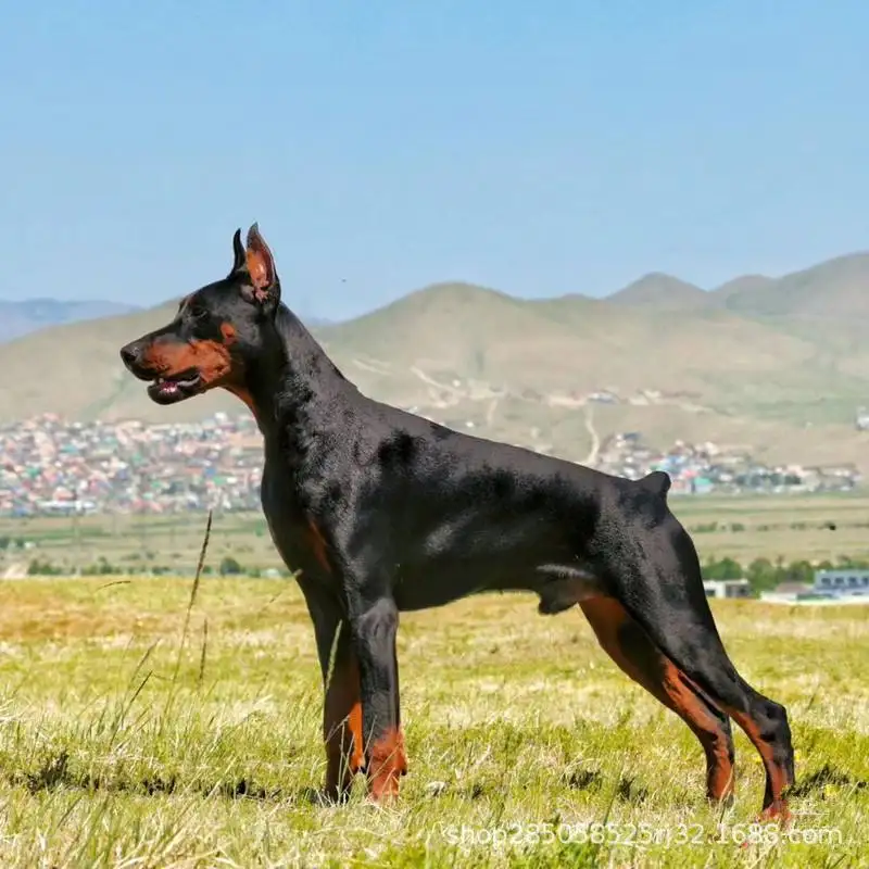 杜宾犬幼犬价格多少钱一只(杜宾犬幼犬价格多少钱一只图片)